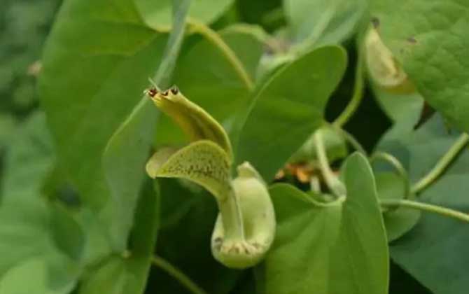 关木通是什么植物？