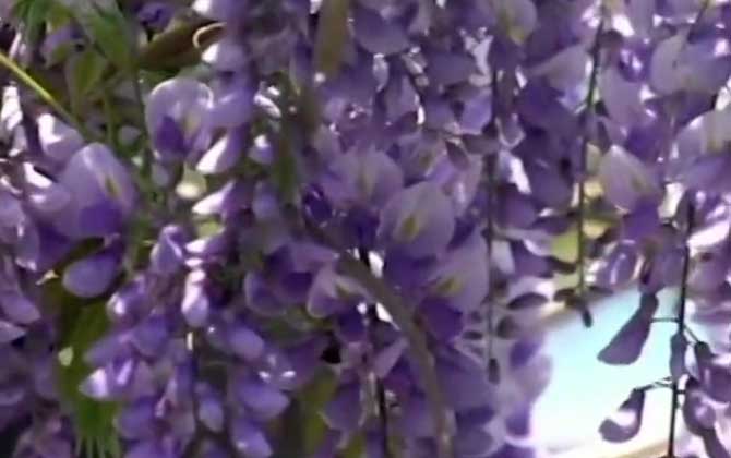 紫藤萝是什么植物？
