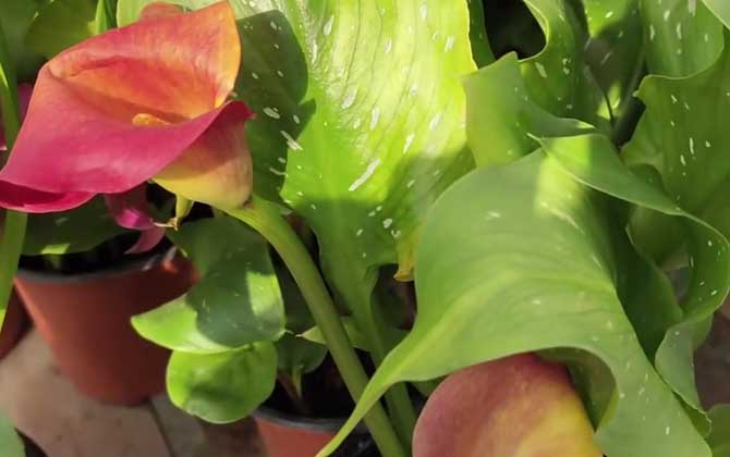 彩色马蹄莲是什么植物？