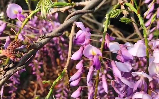 紫藤花是什么植物？