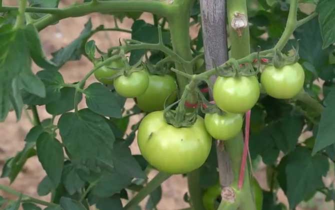 西红柿是什么植物？