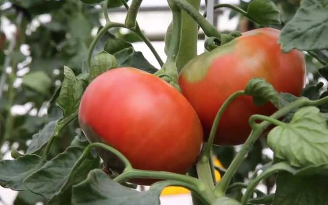 西红柿种植技术及病害防治