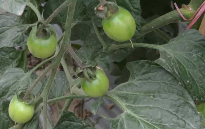 西红柿种子怎么种植？