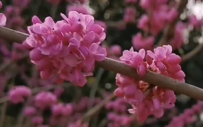 紫荆花是什么植物？