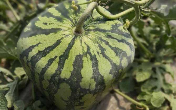 方形西瓜怎么种出来的？
