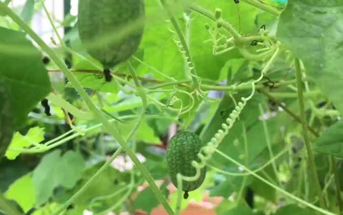 拇指西瓜是什么植物？