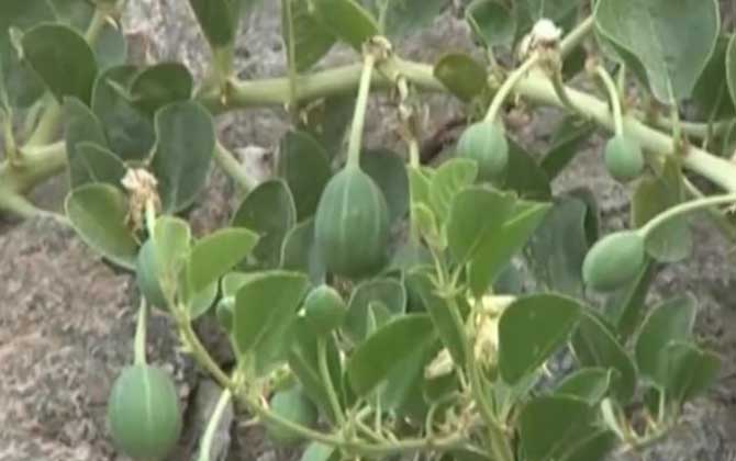 野西瓜是什么植物？