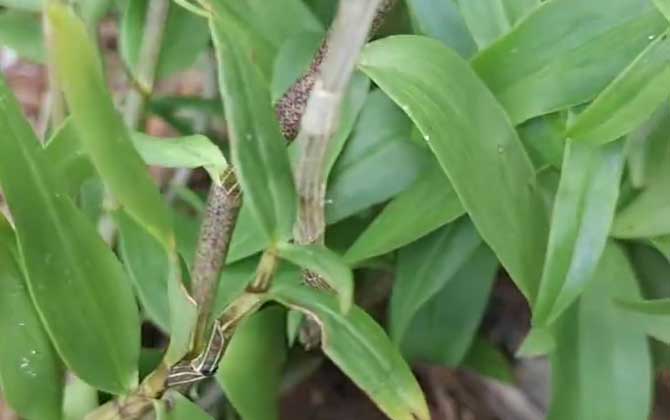 铁皮石斛种植技术及病害防治