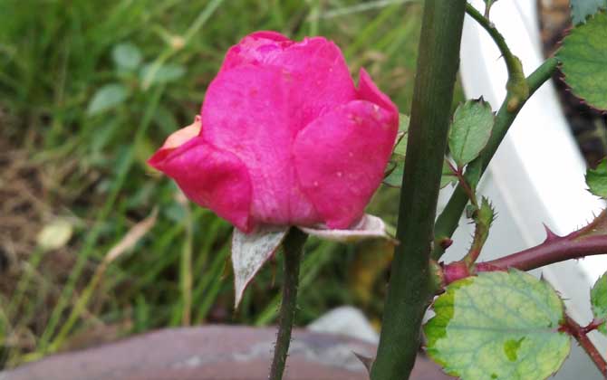 月季花的花语及象征意义