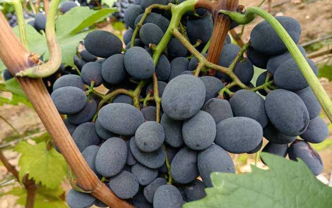 黑加仑葡萄是什么葡萄？