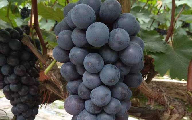 夏黑葡萄是什么葡萄？