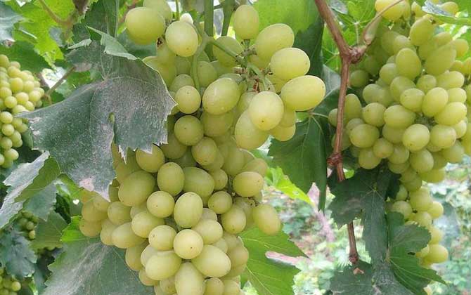 无核白葡萄是什么葡萄？