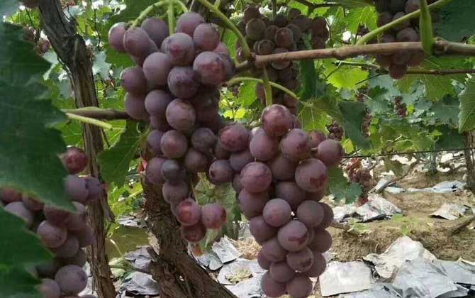 巨峰葡萄是什么葡萄？