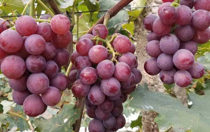 马陆葡萄是什么葡萄？
