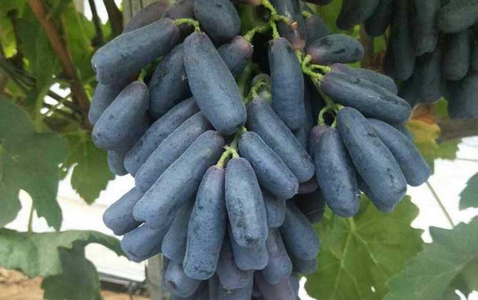 蓝宝石葡萄是什么葡萄？