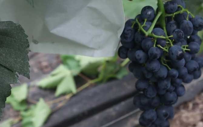 黑葡萄是什么植物？