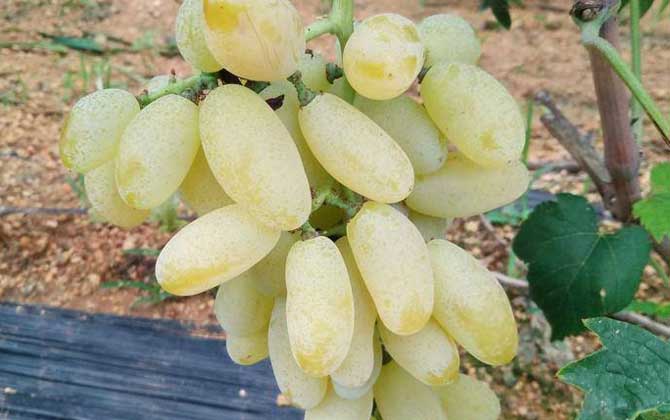 大泽山葡萄是什么葡萄？