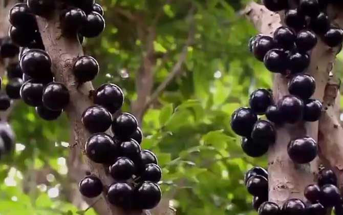 树葡萄是什么植物？