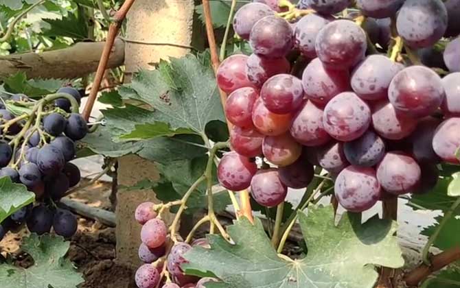 葡萄是什么植物？