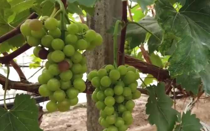 葡萄种植技术及病害防治