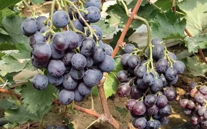 盆栽葡萄的种植方法