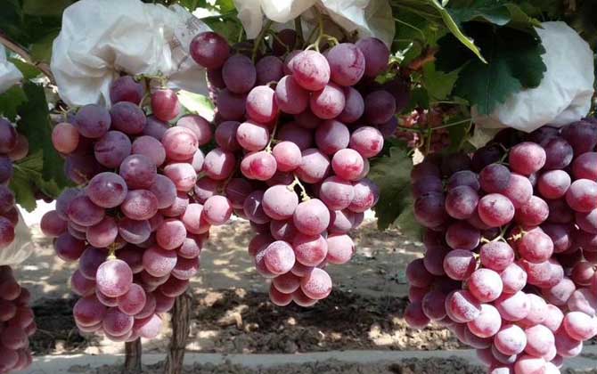 红提葡萄是什么植物？