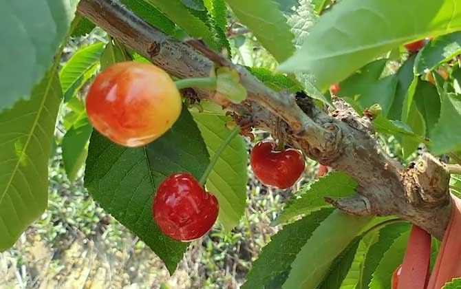樱桃是热性还是凉性？