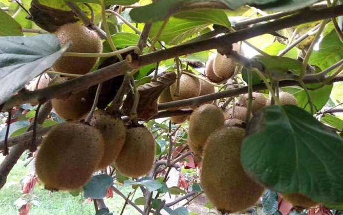 徐香猕猴桃是什么品种？