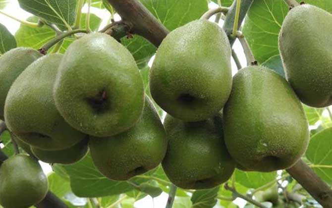 红阳猕猴桃是什么品种？