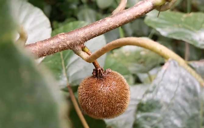野生猕猴桃是什么植物？