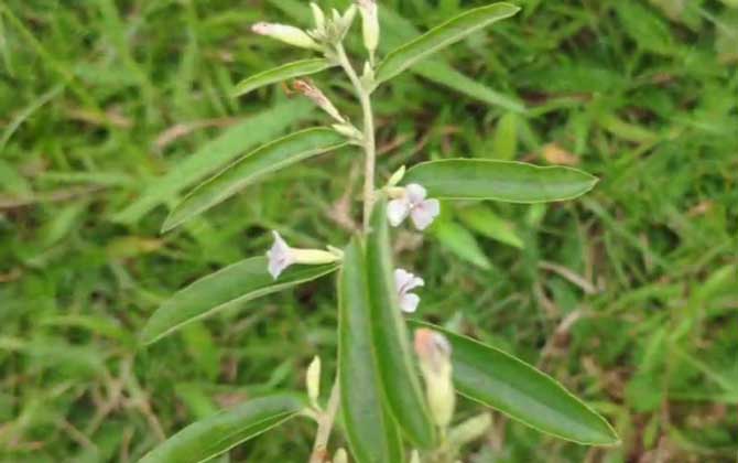 山芝麻是什么植物？