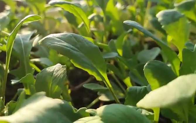 芝麻菜是什么植物？