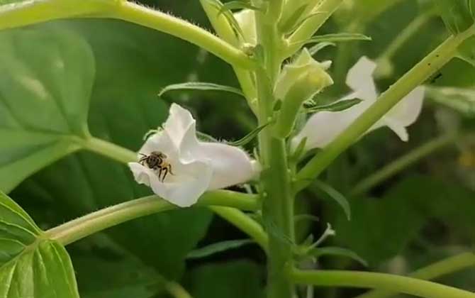 白芝麻