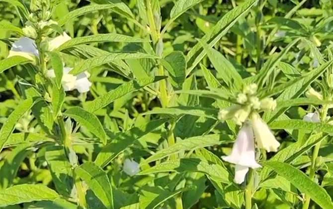 黑芝麻是什么植物？