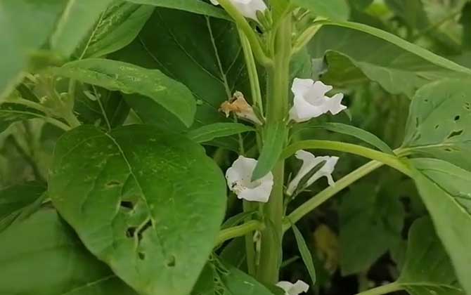 白芝麻价格多少钱一斤？