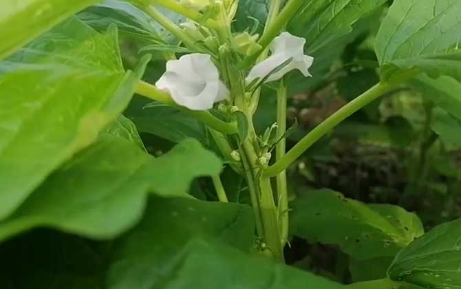 黑芝麻