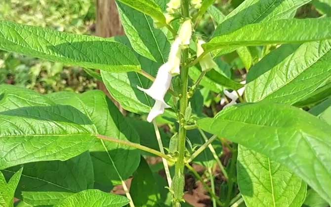 芝麻开花