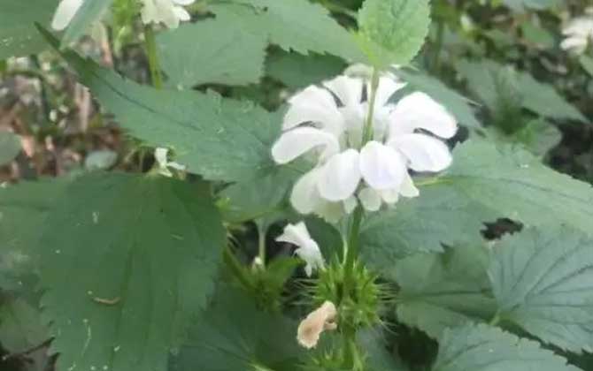 野芝麻是什么植物？