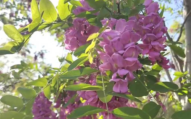 红花槐是什么植物？