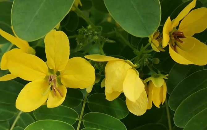 黄花槐是什么植物？