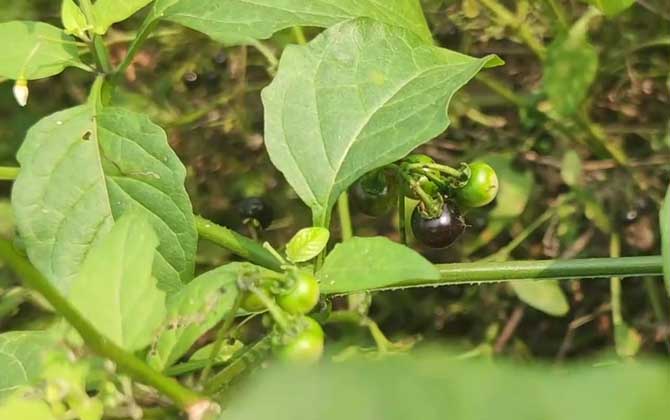 龙葵是什么植物？