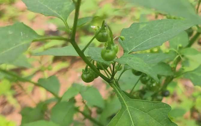 龙葵草是什么植物？