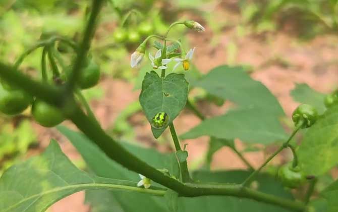 龙葵草