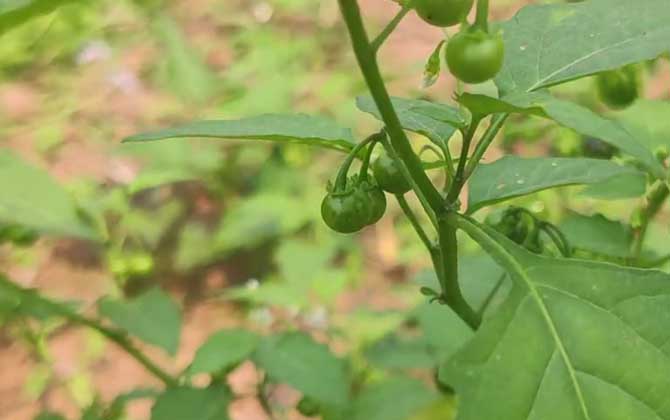 龙葵草