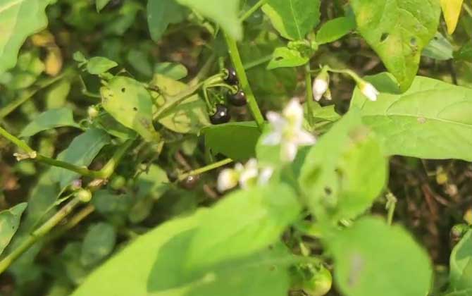 少花龙葵是什么植物？