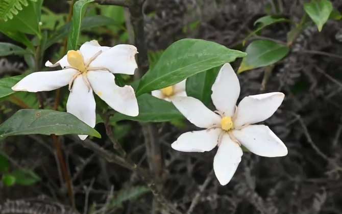 栀子花