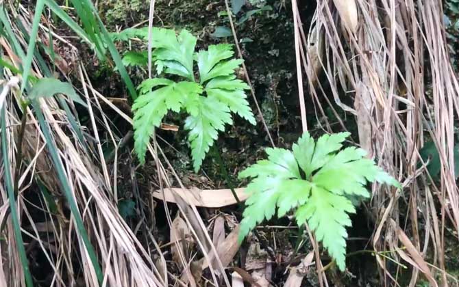 黄连是什么植物？