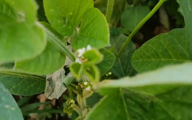 黄豆是什么植物？