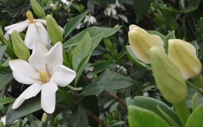 栀子花什么时候开花？