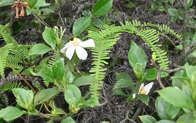 栀子花